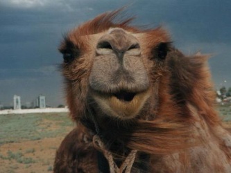 За инфу об Обаме исламисты дадут 10 верблюдов
